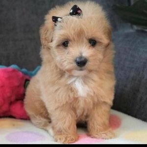 Meet your Posher, Marlene